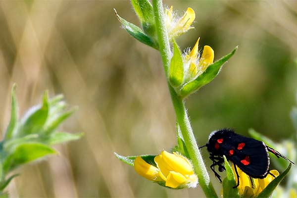 Yellow-flower-with-black-and-red-butterfly