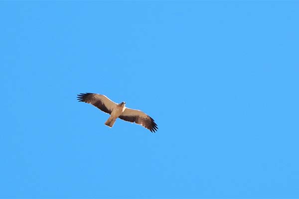 bird-of-prey-in-the-blue-Spanish-sky
