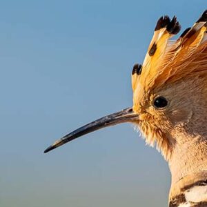 Menorca-Hoopoe-Bird