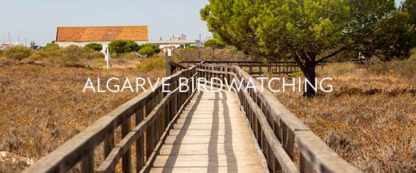 algarve-birdATCHING