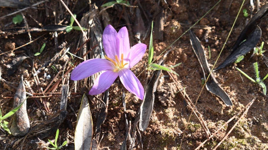 A few lovely Autumn crocus flowers dotted around. You can get Saffron from these.