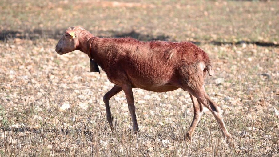 Day Two - Some sheep with bells in the barren looking field. They were this colour because of the dip!