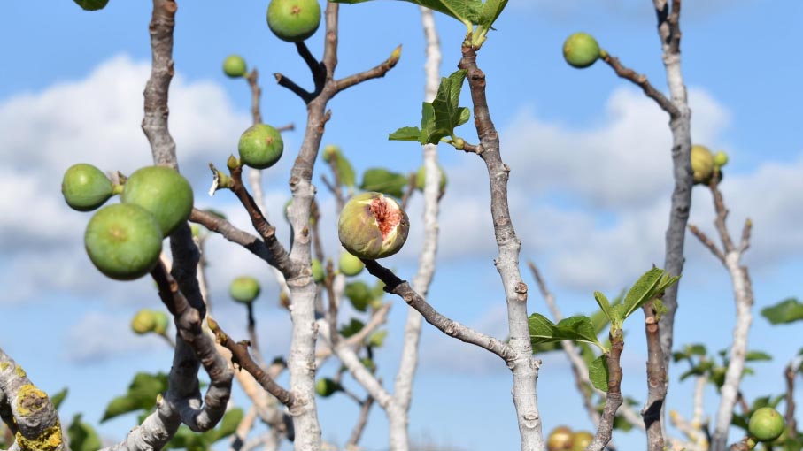 Day Two - Wild fig tree.