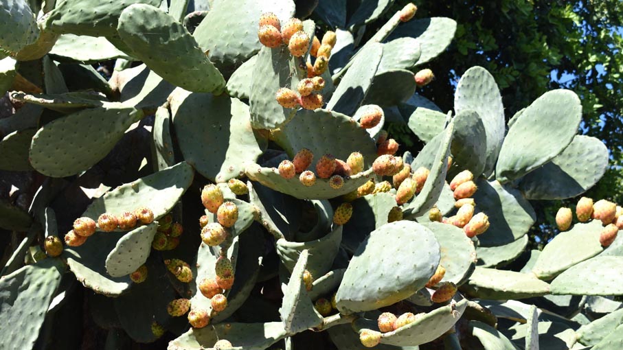 Plenty of prickly pear plants along the way back.