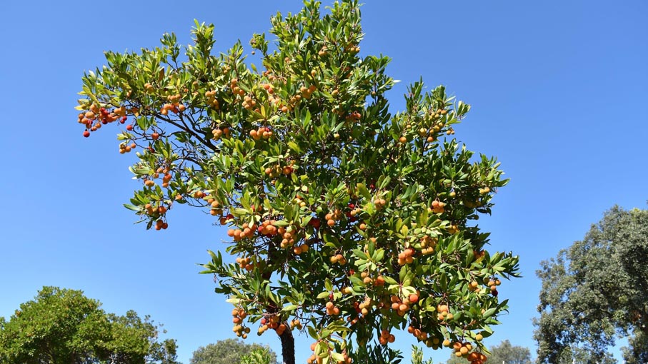 Plenty of these type of strawberry bush, Arbutus Unedo.