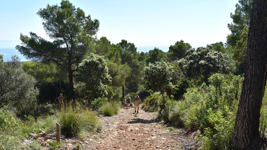 Steep stony path with the odd tree for shade.1