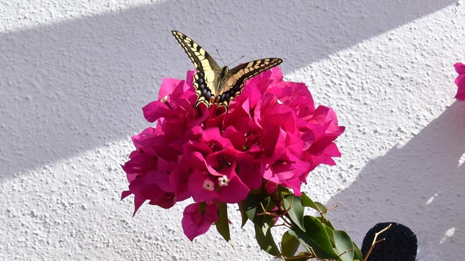 Swallowtailedbutterfly on a Bougainvillea.
