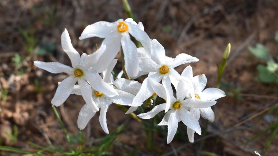 These are Autumn Narcsissus, again dotted around in singles mostly.