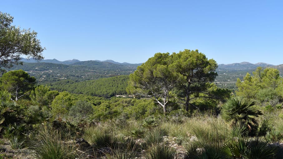 View near the top at Puigde saCova Negra.