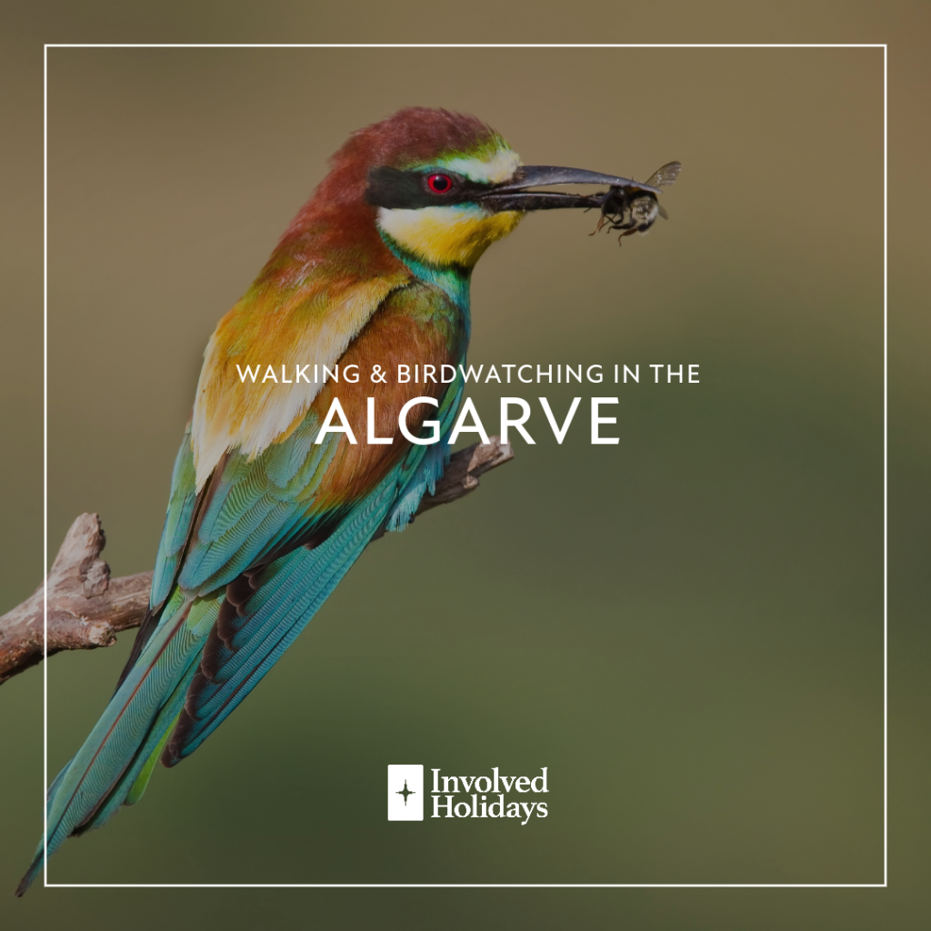 Walking-and-birdwatching-in-the-Algarve