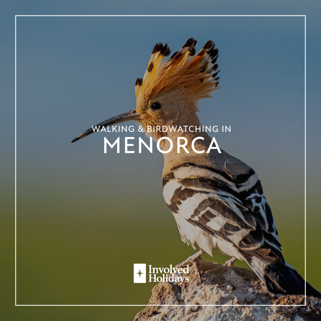 Walking-and-birdwatching-in-the-Menorca