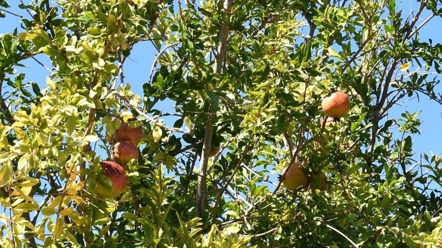 Wild pomegranate bush.