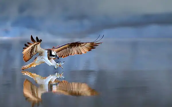 Spanish Wildlife