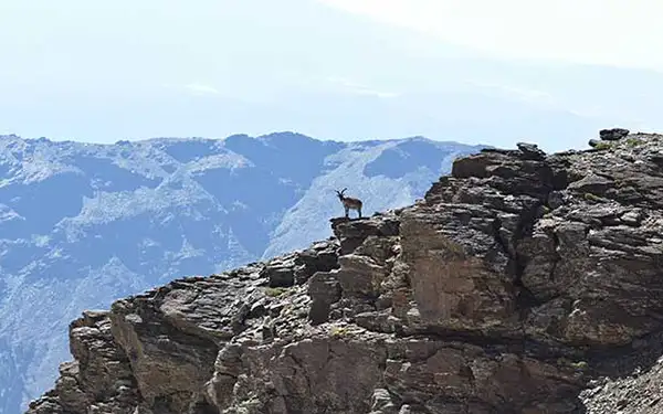 ibex-spotted-walking-in-the-sierra-nevada Spain