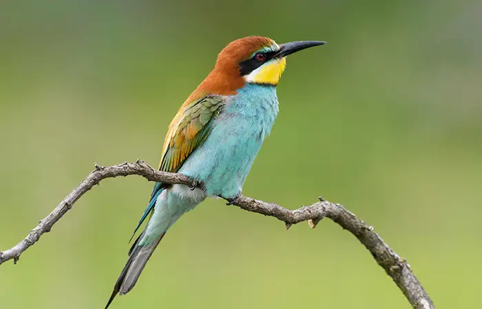 Walking in the Birdwatching 5