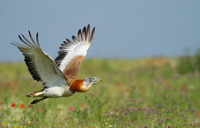 Walking in the Birdwatching 6