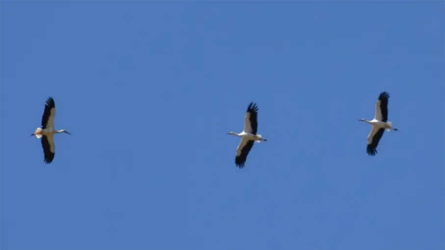 Walking in the Algarve Senior Walkers 47_907