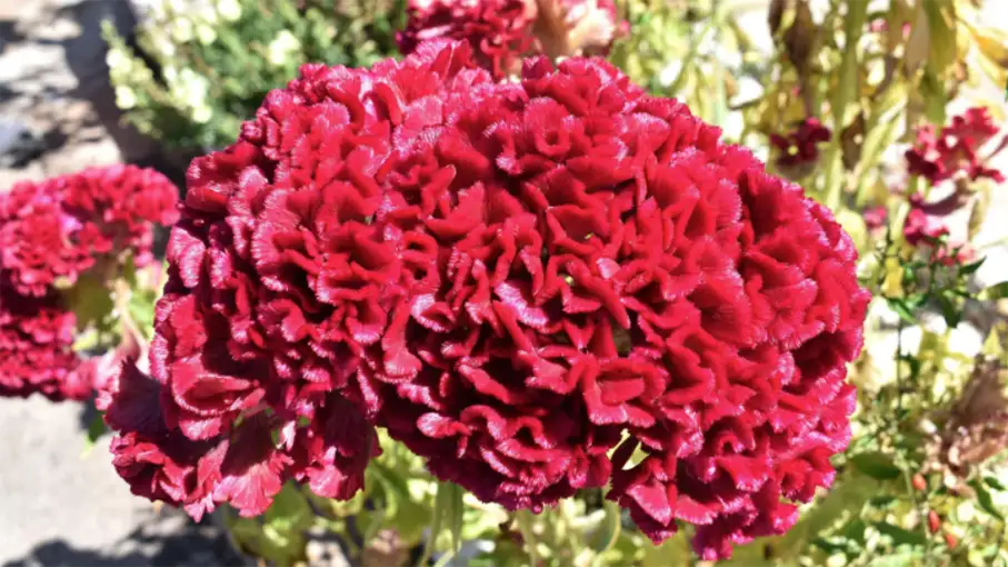 Walking in the Algarve Senior Walkers 54_907