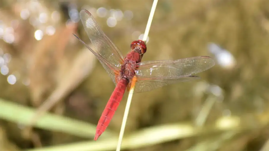 Walking in the Algarve Senior Walkers 55_907