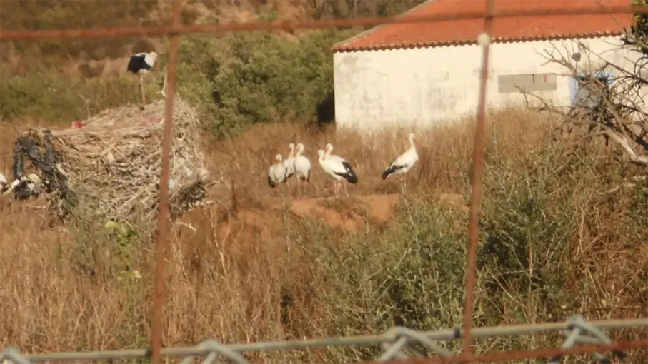Walking in the Algarve Senior Walkers 61_907