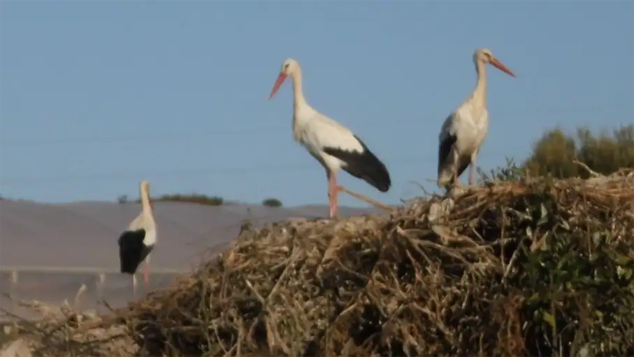 Walking in the Algarve Senior Walkers 62_907