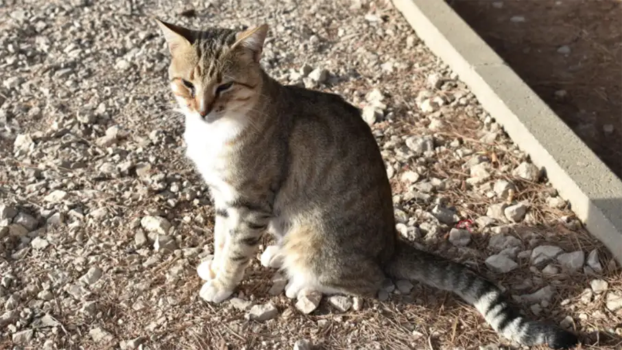Walking in the Algarve Senior Walkers 70_907
