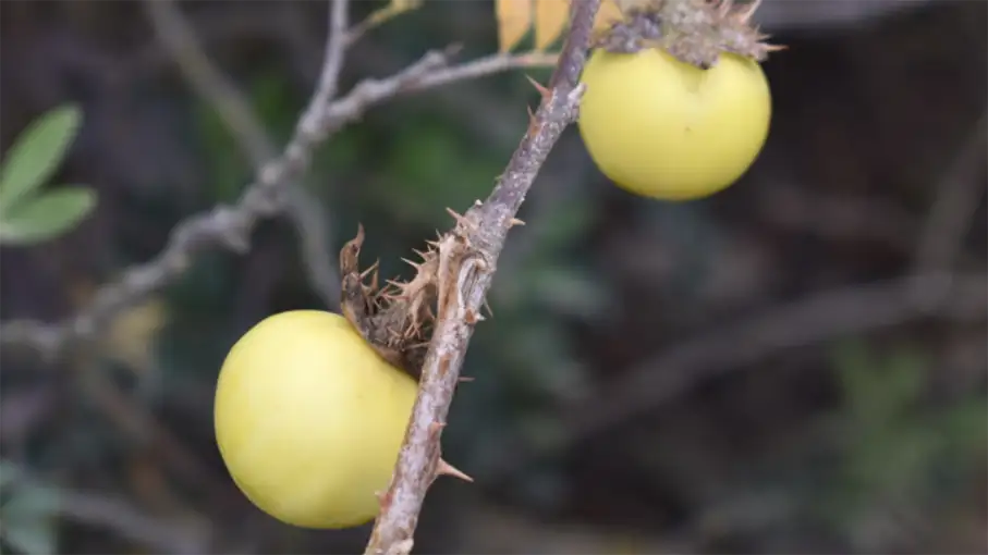 Walking in the Algarve Senior Walkers 72_907