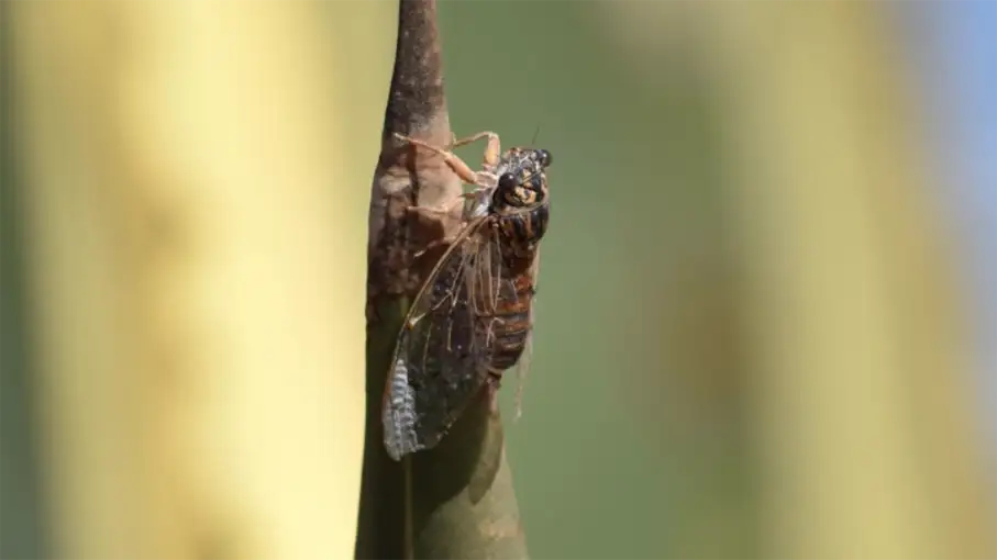 Walking in the Algarve Senior Walkers 88_907