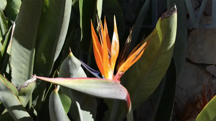 Walking in the Algarve Senior Walkers 8_907