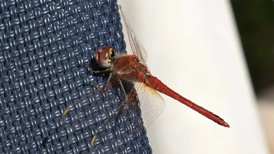 Walking in the Algarve Senior Walkers 99_907