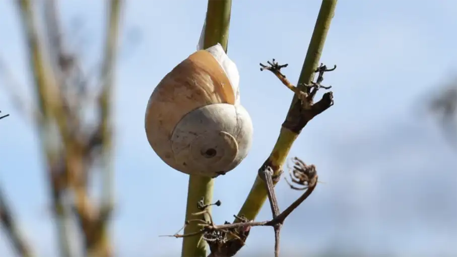 Walking in the Algarve Senior Walkers 9_907