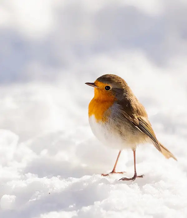 Winter walking blog 1