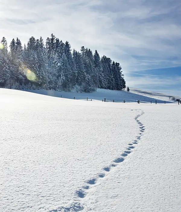 Winter walking top reasons we love walking in Winter 2