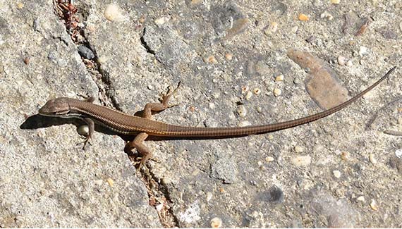 Senior Walking Club - Spain 2025 - IH_Page_036_Image_0001