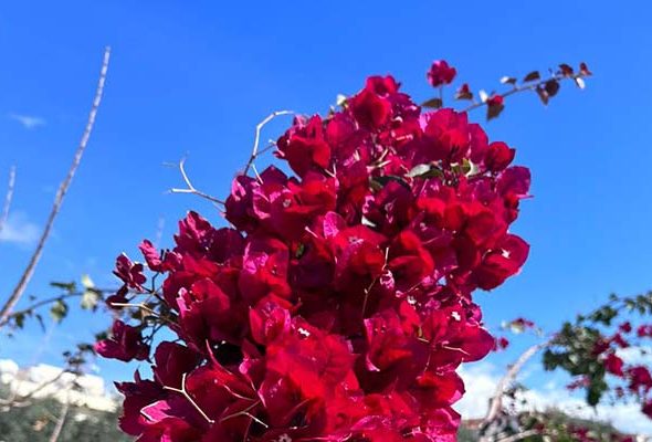 IMG-20240216-WA0007 copy