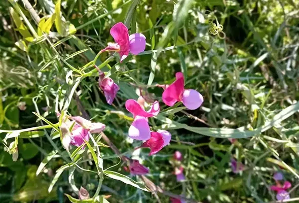 Walking in Andalucia 3