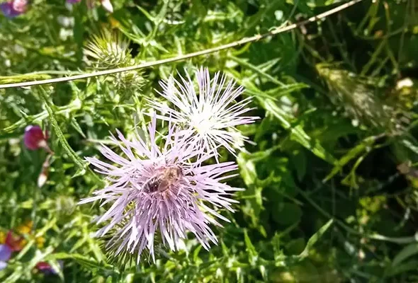 Walking in Andalucia 7