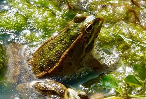 Walking in the Algare March 10