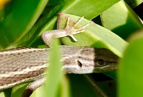 Walking in the Algare March 2