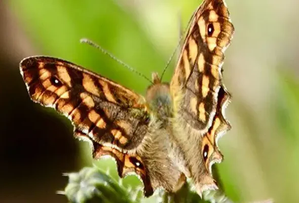 Walking in the Algare March 3