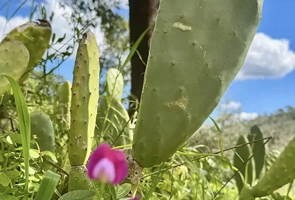 Walking in the Algare March 6