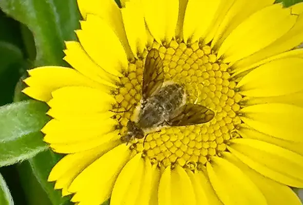 Walking in the Algare March 8