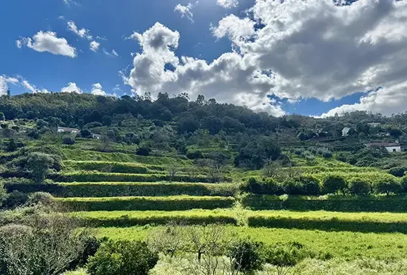 Walking in the Algare March 9
